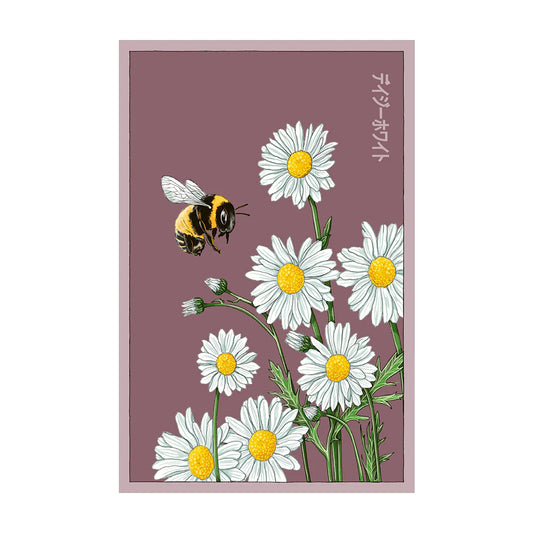 White Daisy - Seeds,