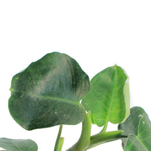 Load image into Gallery viewer, Philodendron, 6in, Punctata White Ver
