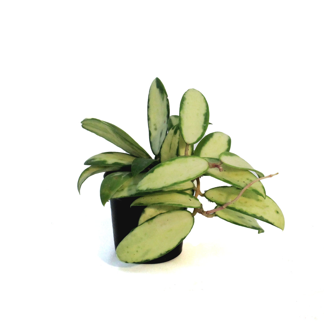 Hoya, 2.5 in, Acuta Inner Variegated