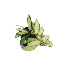 Load image into Gallery viewer, Hoya, 2.5 in, Acuta Inner Variegated

