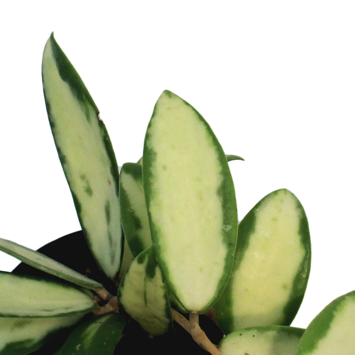 Hoya, 2.5 in, Acuta Inner Variegated