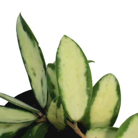 Hoya, 2.5 in, Acuta Inner Variegated