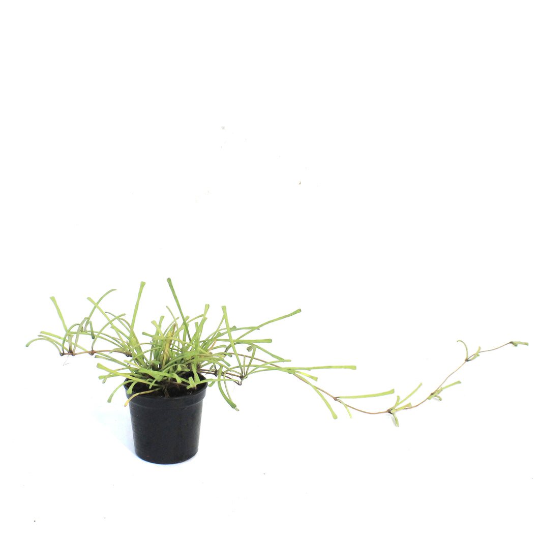 Hoya 2.5in, Retusa