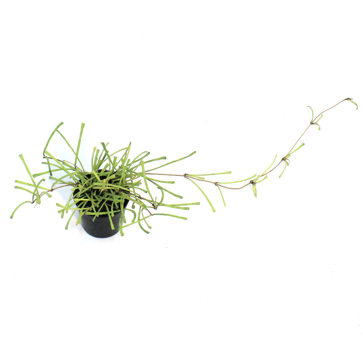 Hoya 2.5in, Retusa