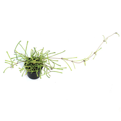 Hoya 2.5in, Retusa
