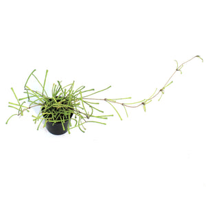 Hoya 2.5in, Retusa