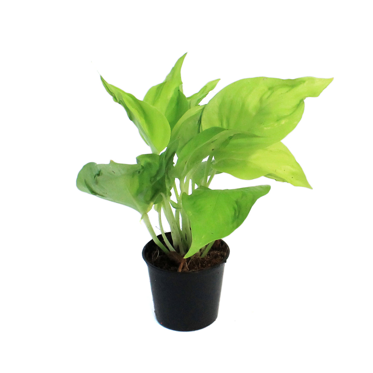 Pothos, 3in, Champs Elysees