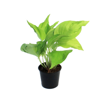 Pothos, 3in, Champs Elysees