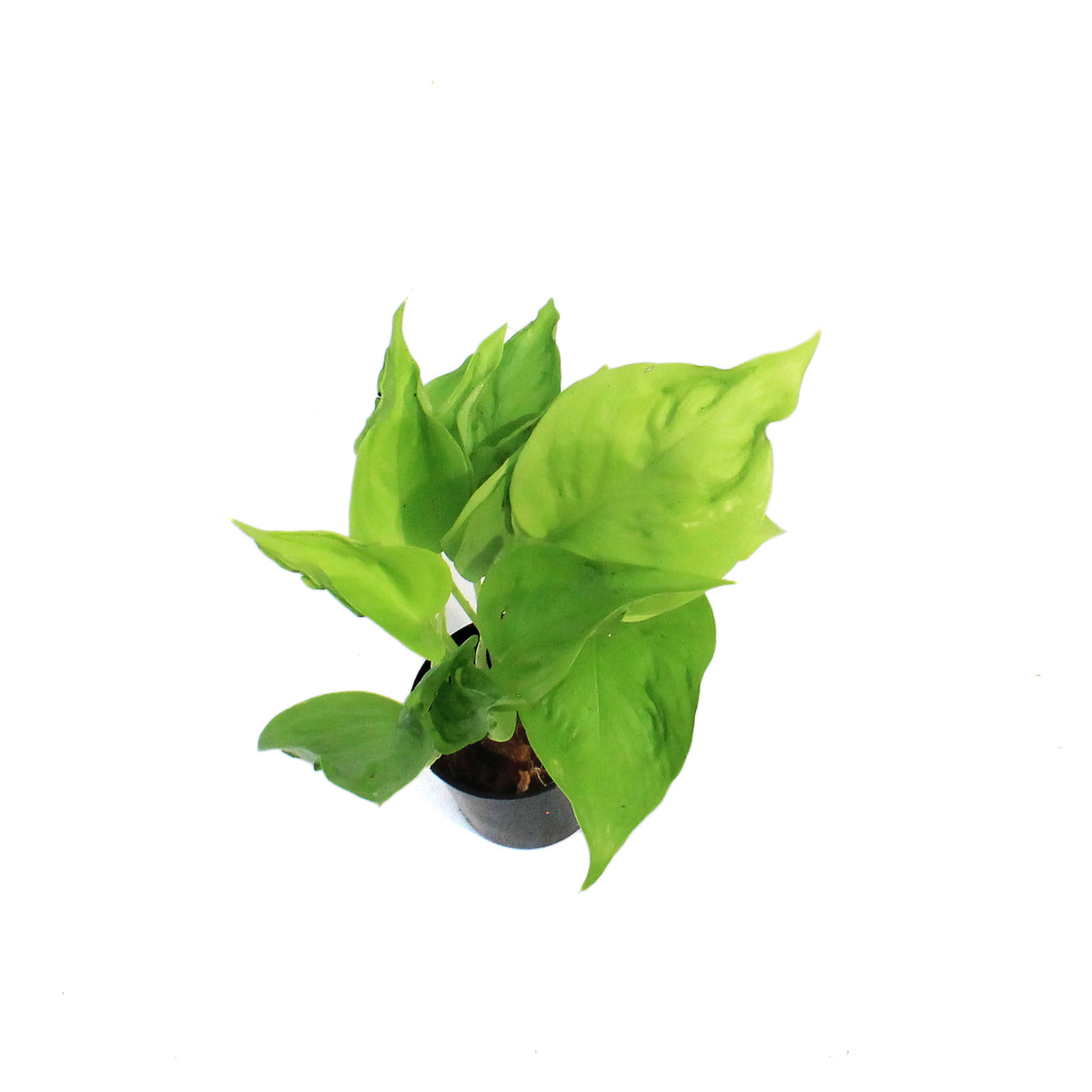 Pothos, 3in, Champs Elysees