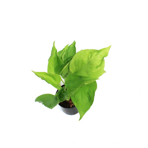 Pothos, 3in, Champs Elysees
