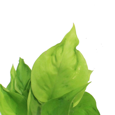 Pothos, 3in, Champs Elysees