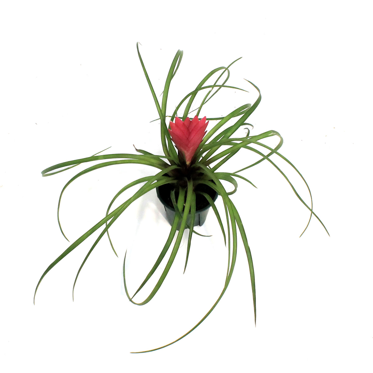 Tillandsia 2in Cyanea