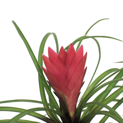Tillandsia 2in Cyanea