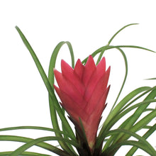 Load image into Gallery viewer, Tillandsia 2in Cyanea
