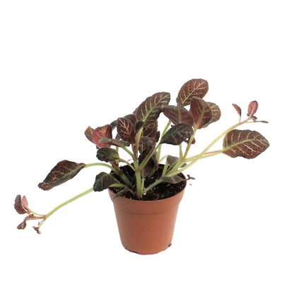 Episcia, 4in, Cupreata Copper