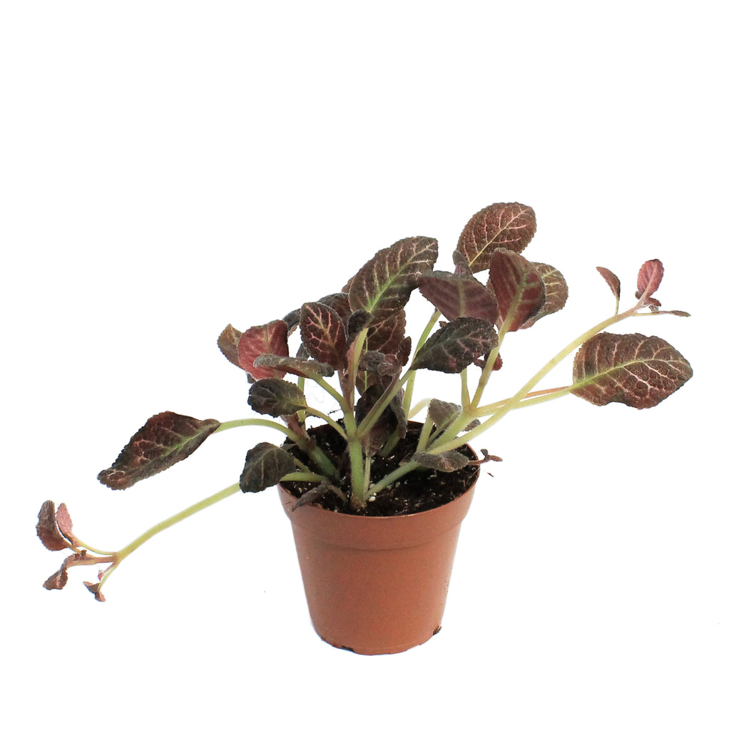 Episcia, 4in, Cupreata Copper