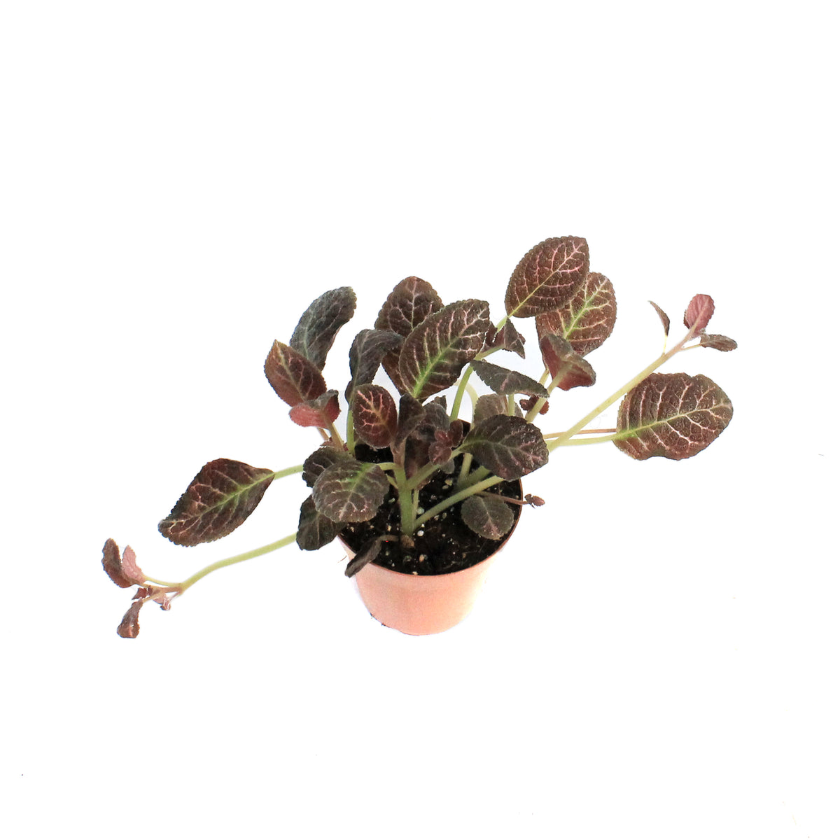 Episcia, 4in, Cupreata Copper