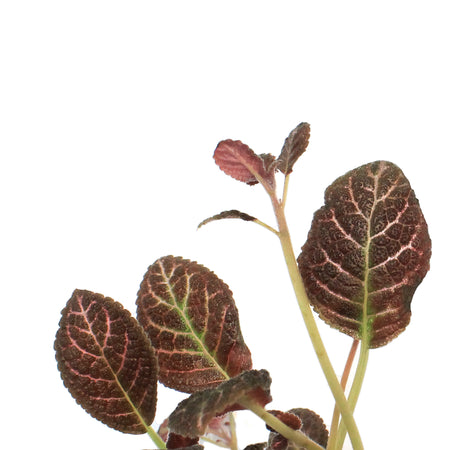 Episcia, 4in, Cupreata Copper