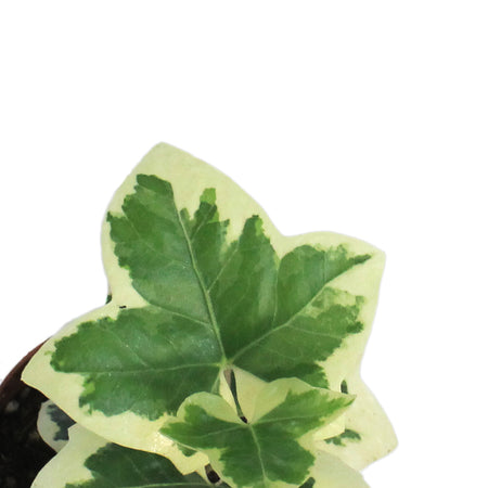 Fatshedera Angyo Star