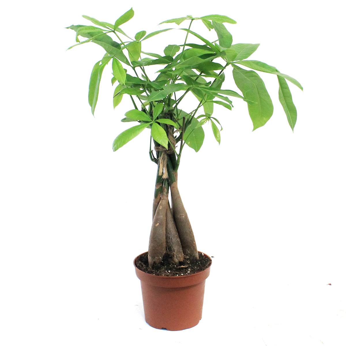 Pachira, 5in, Money Tree Braid