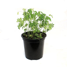Load image into Gallery viewer, Sensitive Plant, Momosa, 4in
