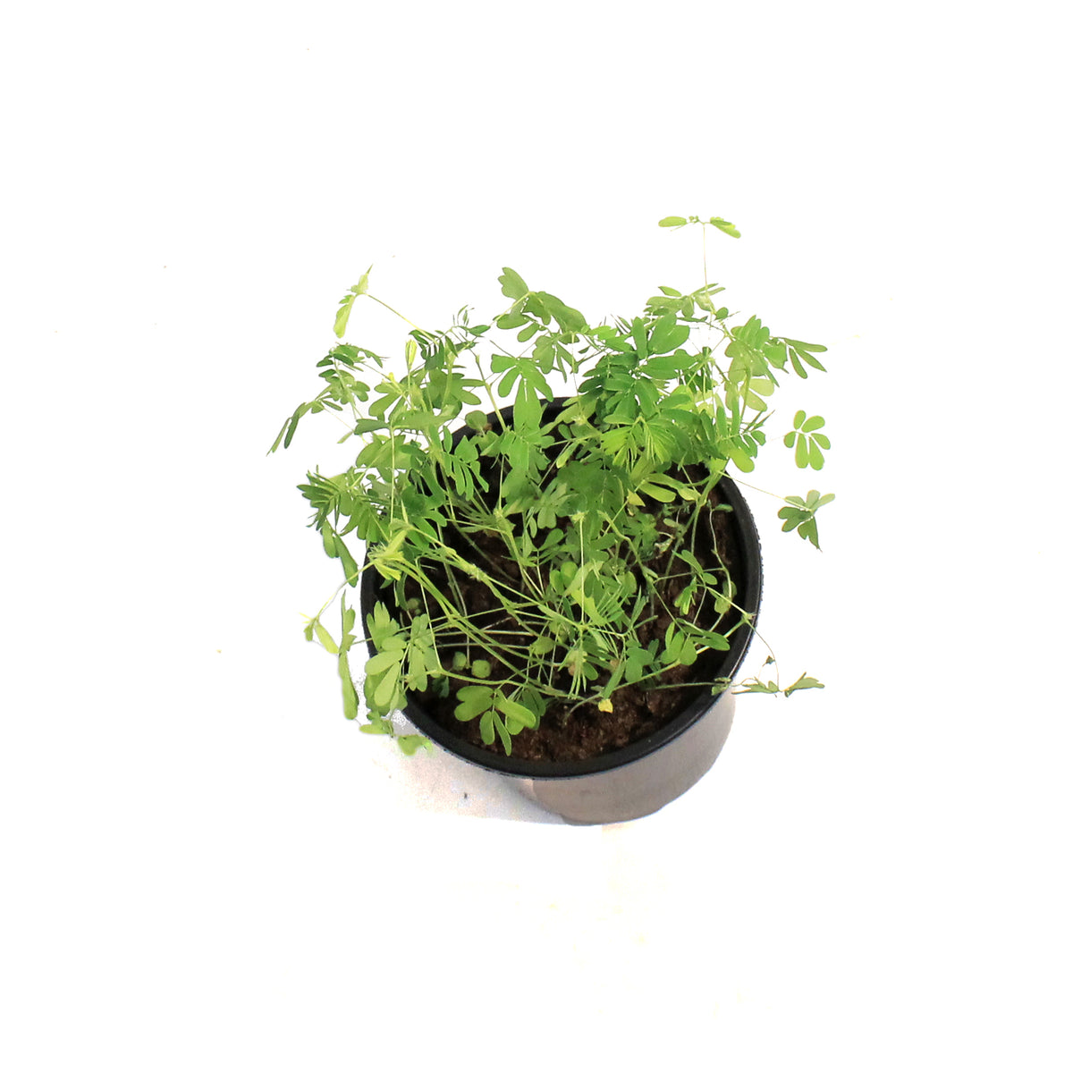Sensitive Plant, Momosa, 4in