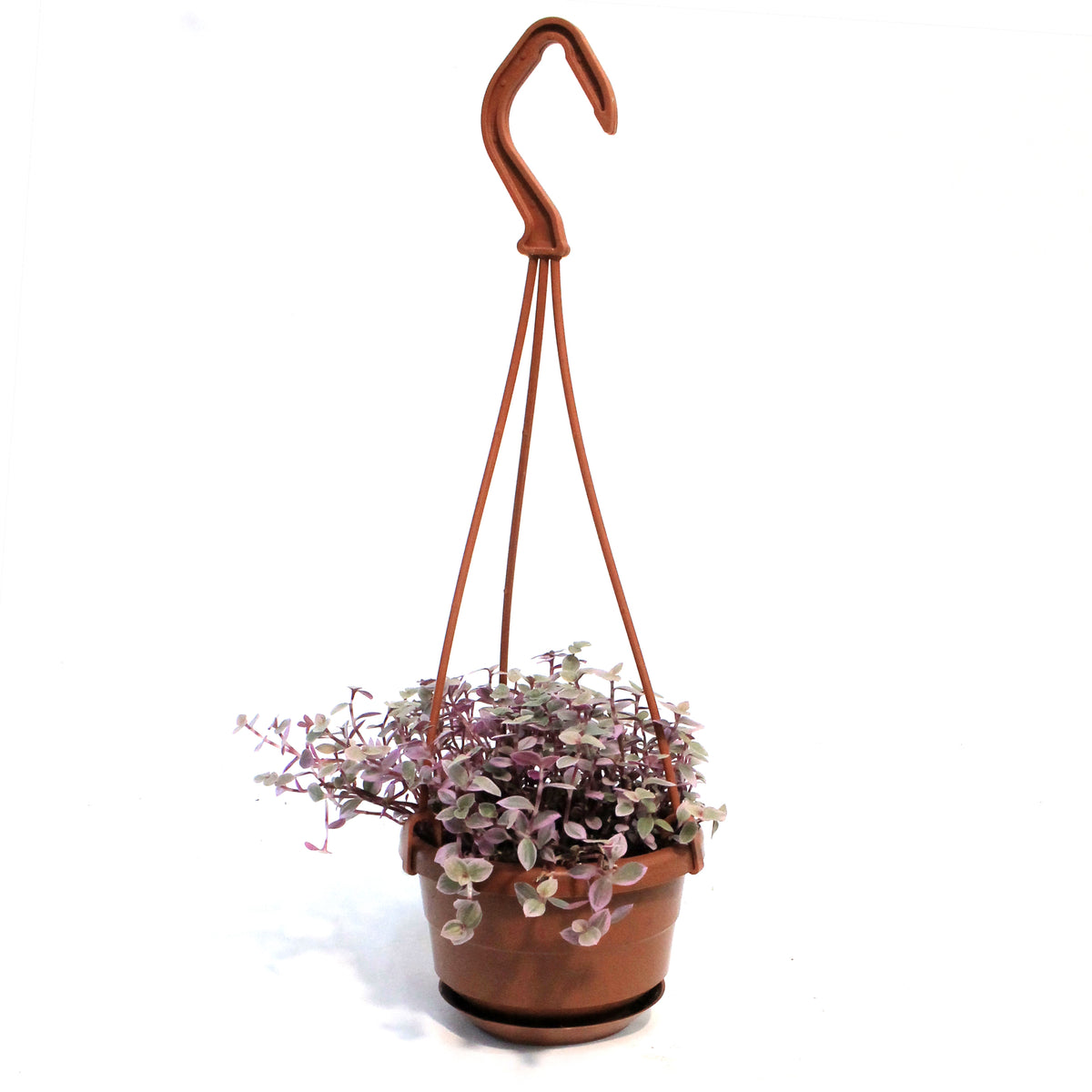 Tradescantia, 4in, Pink Panther, Hanging Basket