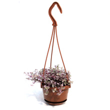 Load image into Gallery viewer, Tradescantia, 4in, Pink Panther, Hanging Basket
