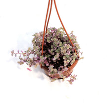 Load image into Gallery viewer, Tradescantia, 4in, Pink Panther, Hanging Basket
