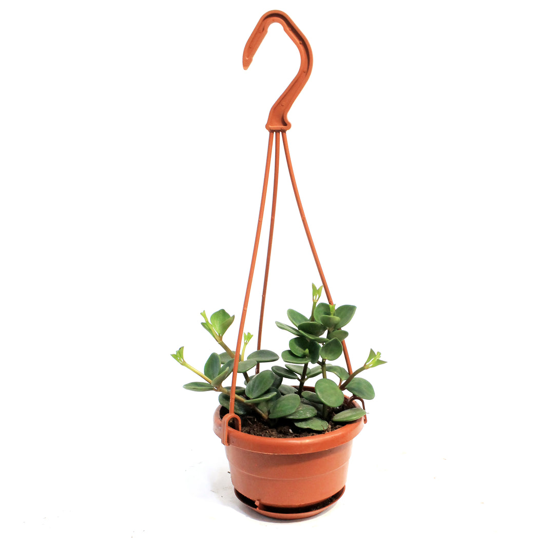 Peperomia, 4in, Hope, Hanging Basket