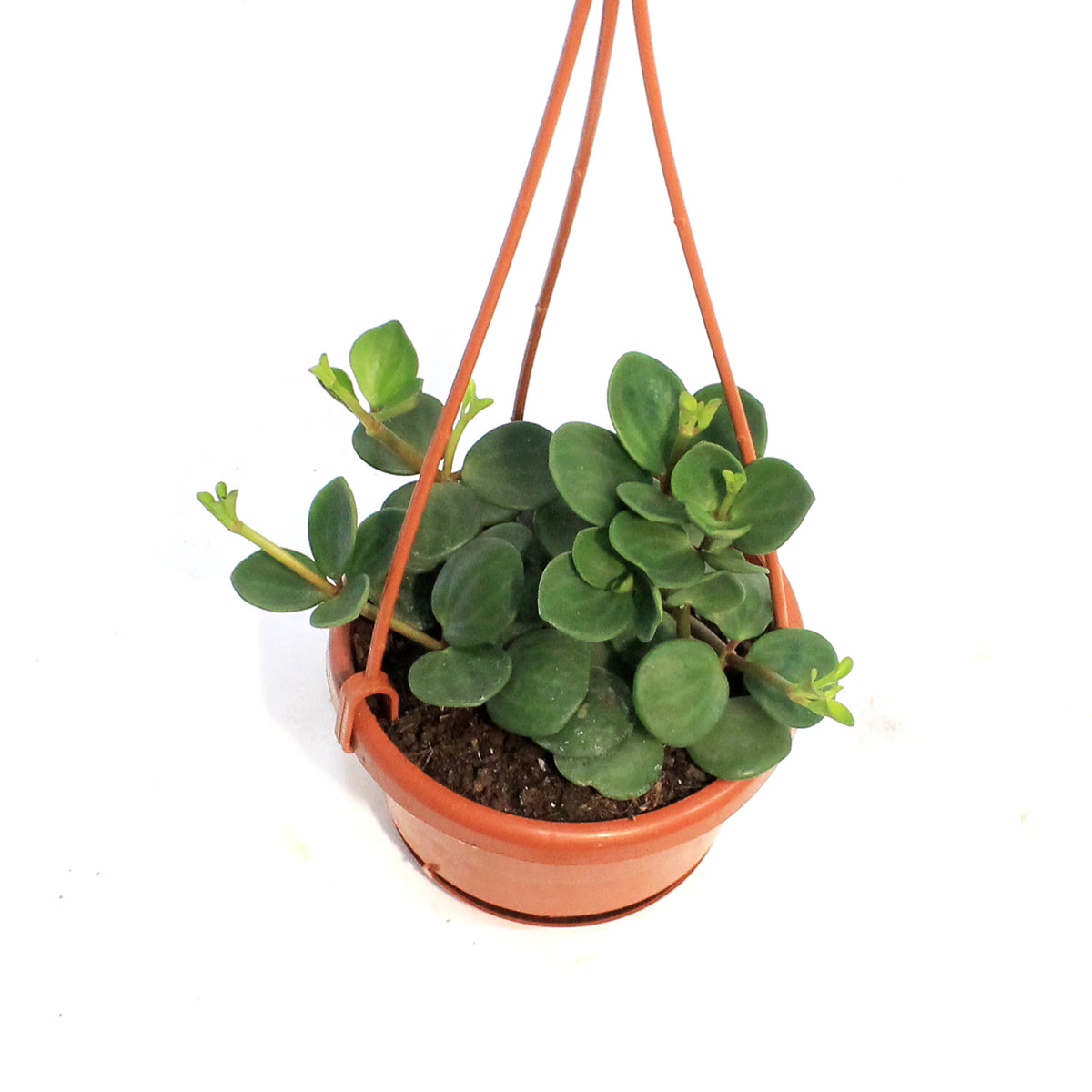 Peperomia, 4in, Hope, Hanging Basket