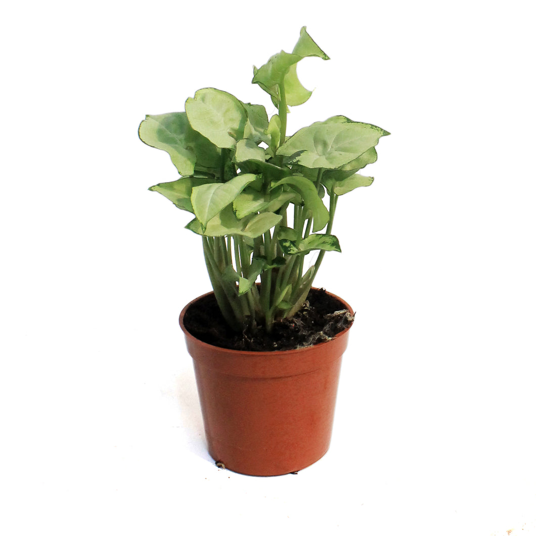 Nephthytis, 2.5in, Butterfly