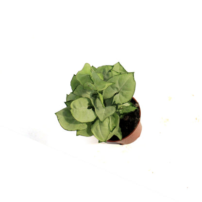 Nephthytis, 2.5in, Butterfly