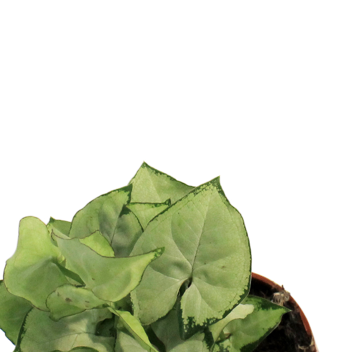 Nephthytis, 2.5in, Butterfly