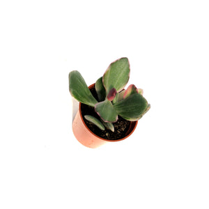 Succulent, 2.5in, Jade Variegated
