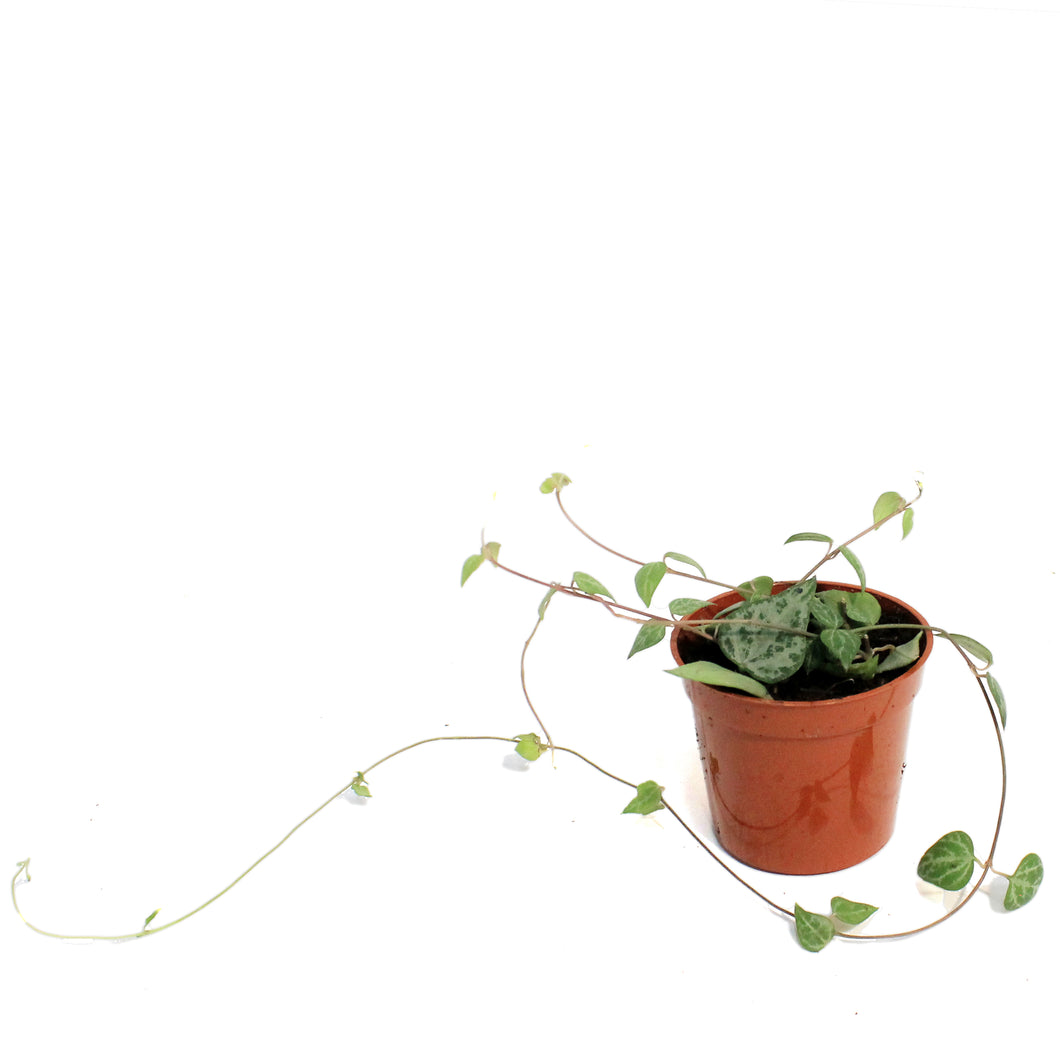 String of Hearts, 2in, Green Lov