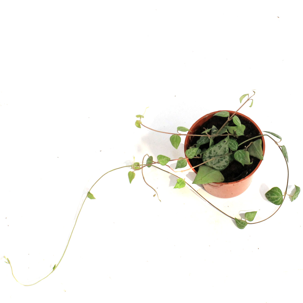 String of Hearts, 2in, Green Lov