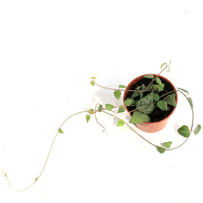 String of Hearts, 2in, Green Lov