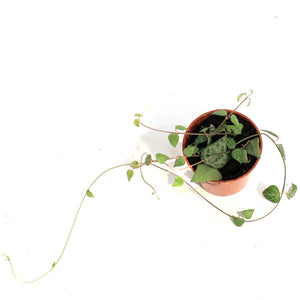 String of Hearts, 2in, Green Lov