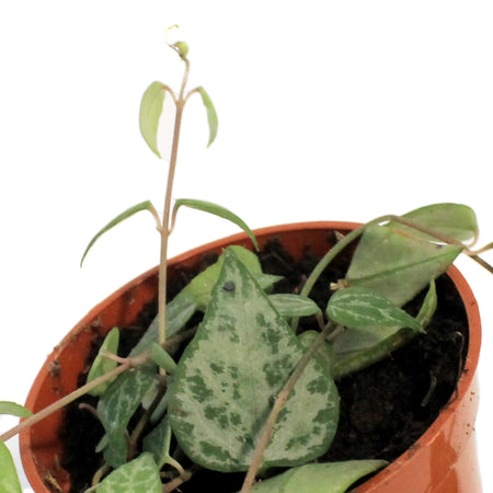 String of Hearts, 2in, Green Lov