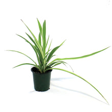 Load image into Gallery viewer, Spider Plant, 3.5in, White Edge
