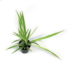 Load image into Gallery viewer, Spider Plant, 3.5in, White Edge
