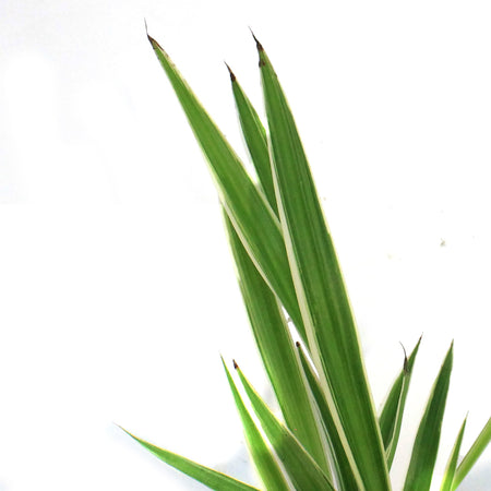 Spider Plant, 3.5in, White Edge