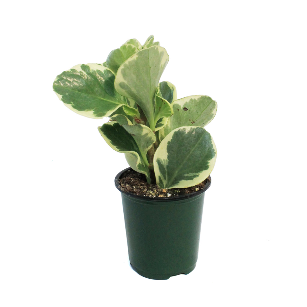 Peperomia, 3.5in, Variegated