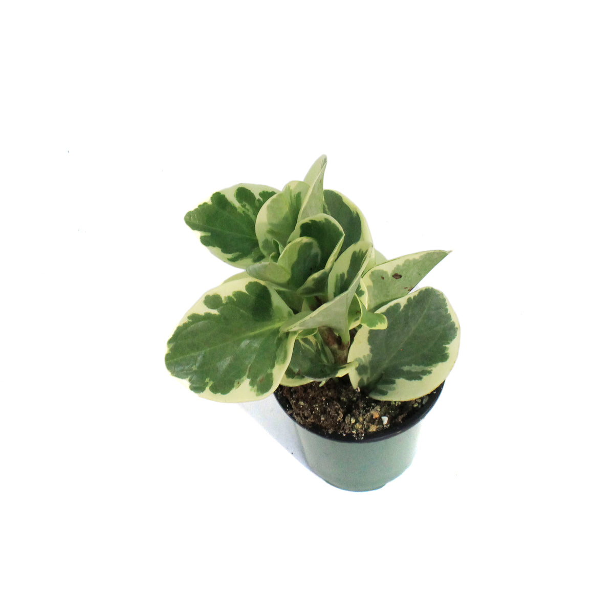Peperomia, 3.5in, Variegated