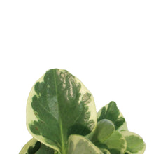 Load image into Gallery viewer, Peperomia, 3.5in, Variegated
