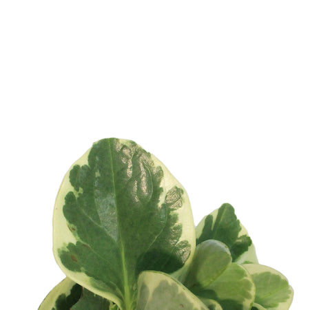 Peperomia, 3.5in, Variegated