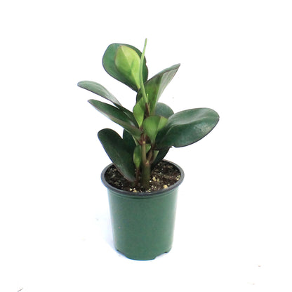 Peperomia, 3.5in, Clusiifolia Red Margin