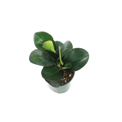Peperomia, 3.5in, Clusiifolia Red Margin