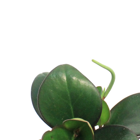 Peperomia, 3.5in, Clusiifolia Red Margin